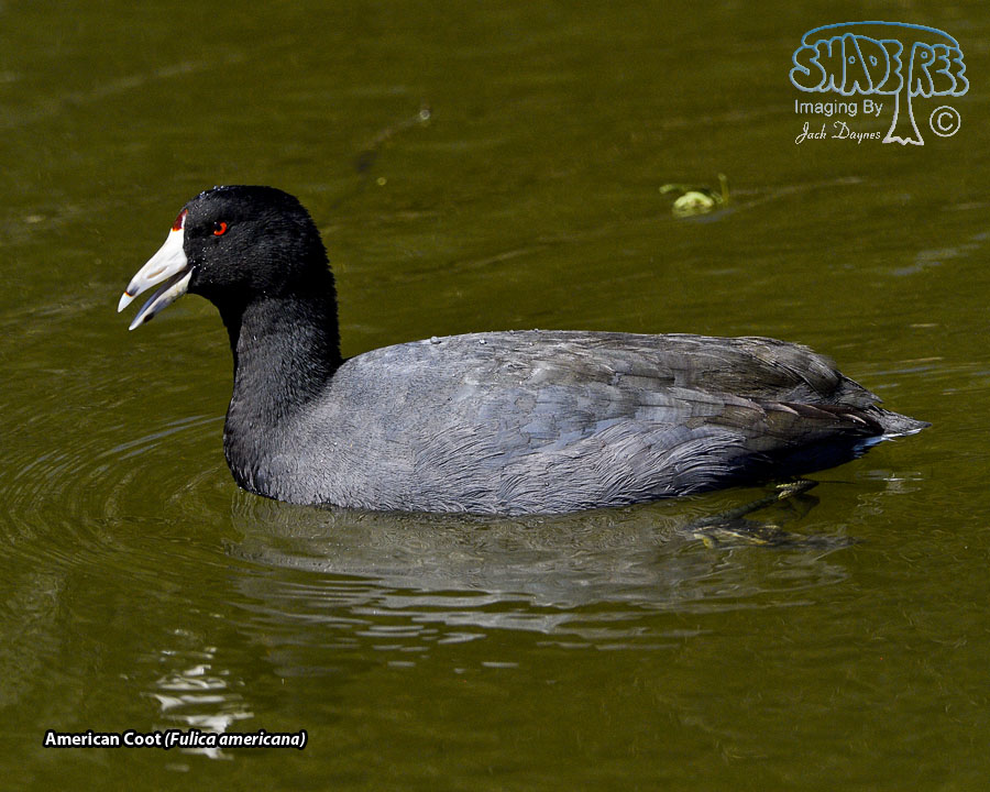 American Coot - Fulica americana