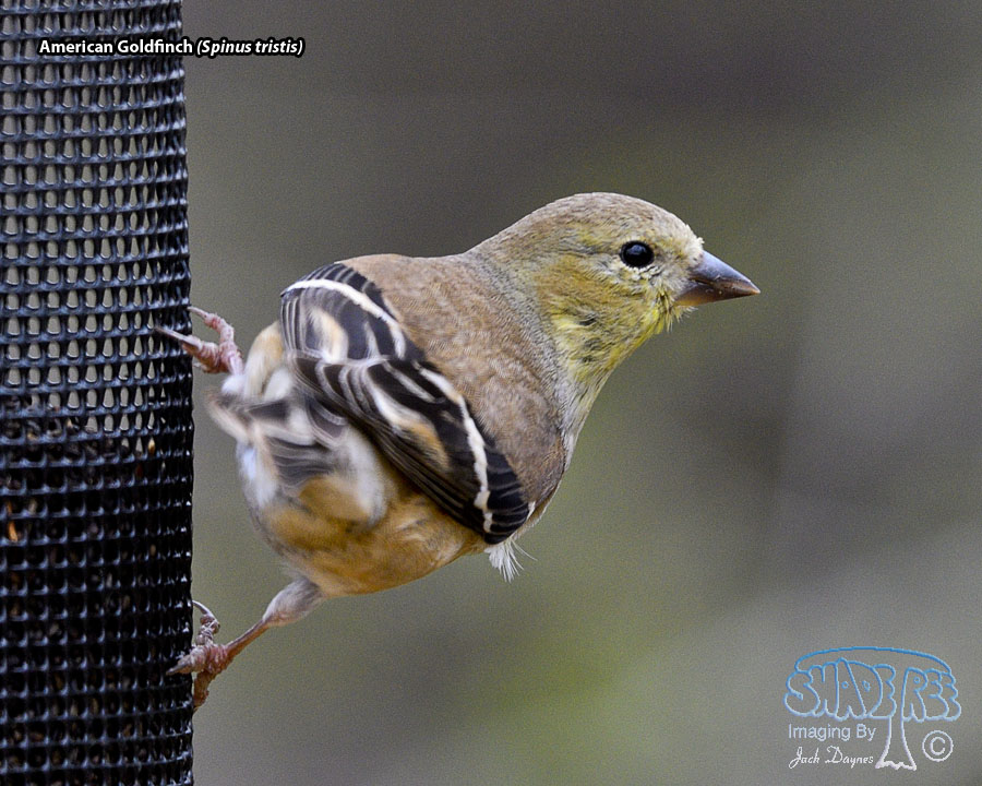 American Goldfinch - Spinus tristis