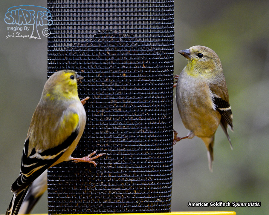 American Goldfinch - Spinus tristis