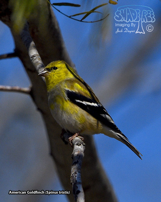 American Goldfinch - Spinus tristis