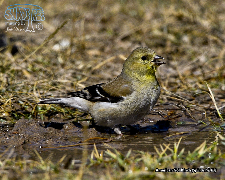 American Goldfinch - Spinus tristis