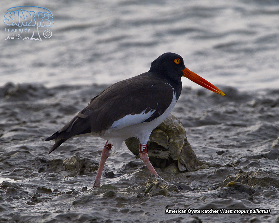 American Oystercatcher - Haematopus palliatus
