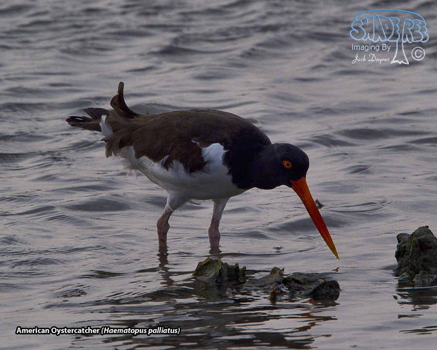 American Oystercatcher - Haematopus palliatus