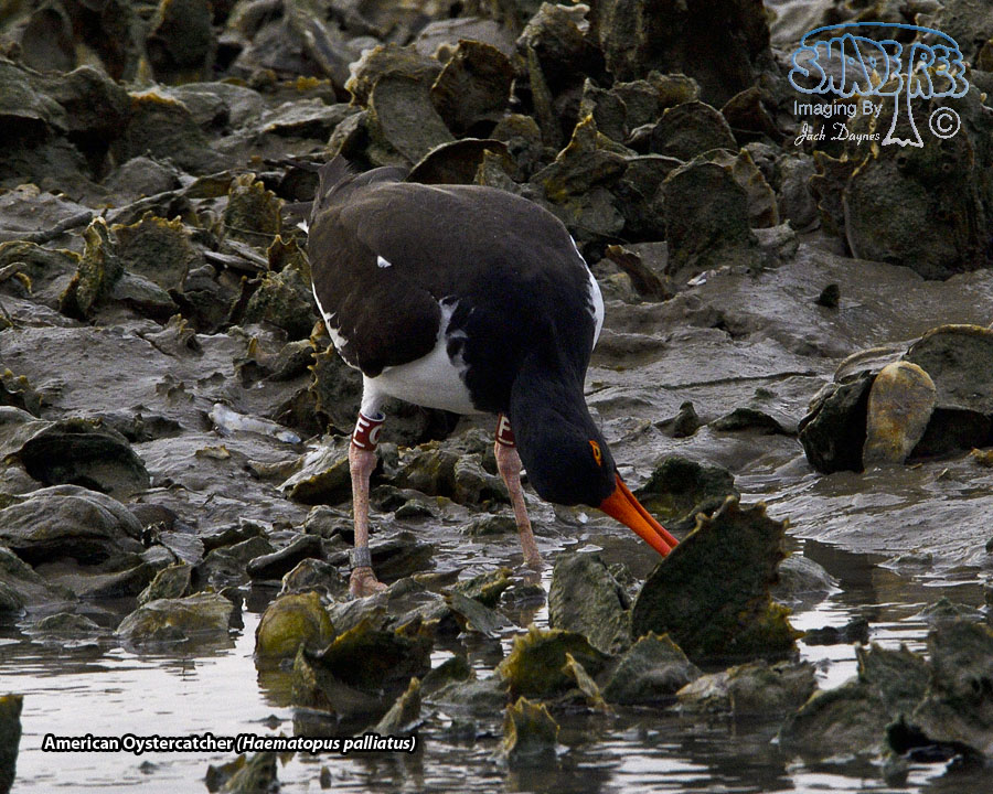 American Oystercatcher - Haematopus palliatus