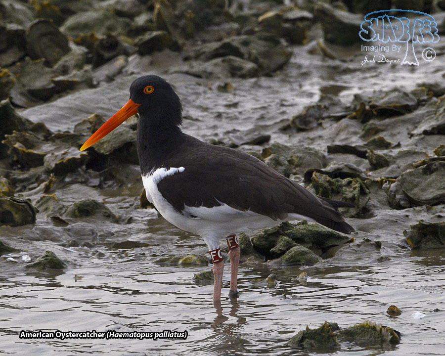 American Oystercatcher - Haematopus palliatus