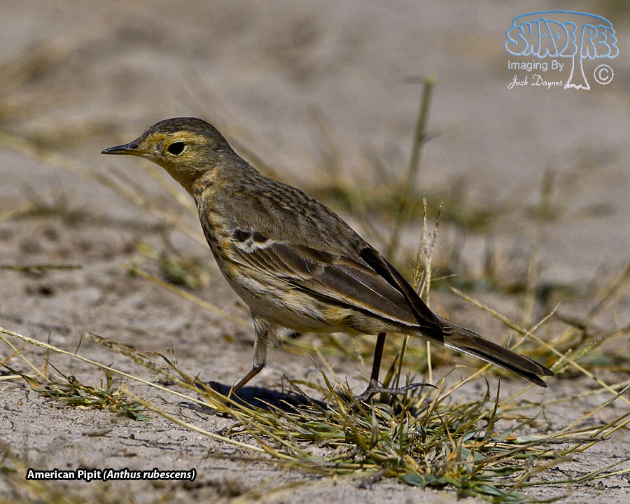 American Pipit - Anthus rubescens