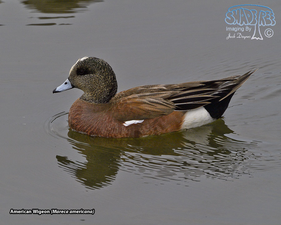 American Wigeon - Mareca americana