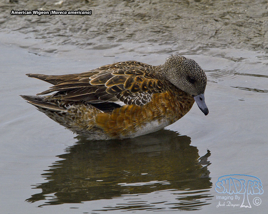 American Wigeon - Mareca americana