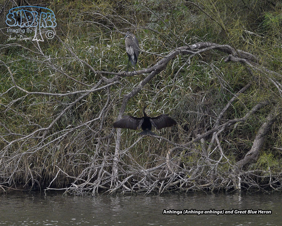 Anhinga - Anhinga anhinga