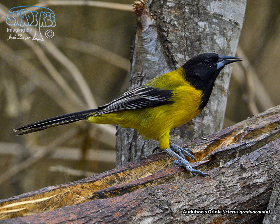 Audubon's Oriole - Icterus graduacauda