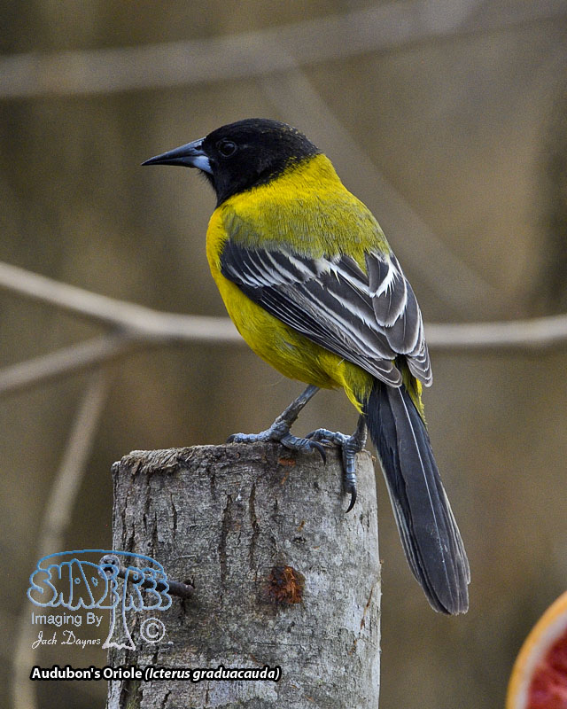 Audubon's Oriole - Icterus graduacauda
