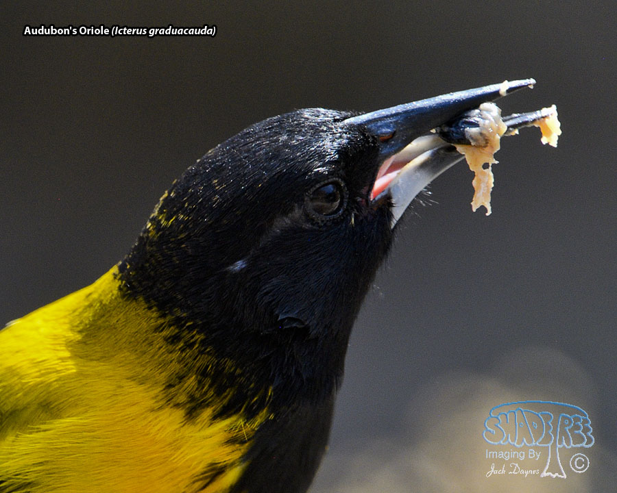 Audubon's Oriole - Icterus graduacauda