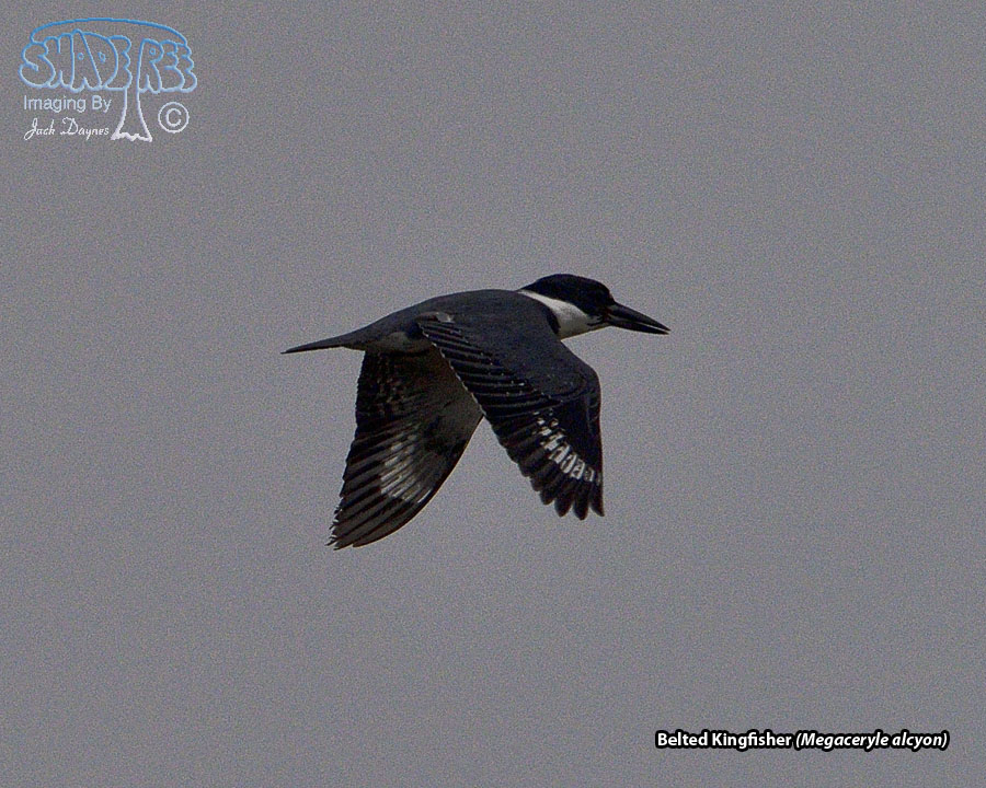 Belted Kingfisher - Megaceryle alcyon