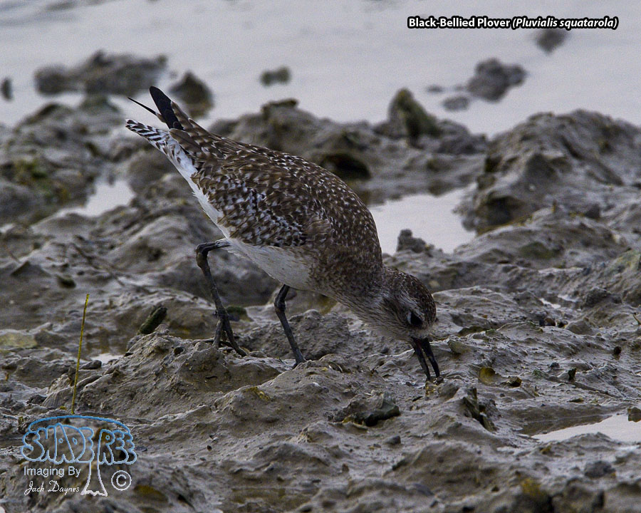 Black-Bellied Plover - Pluvialis squatarola