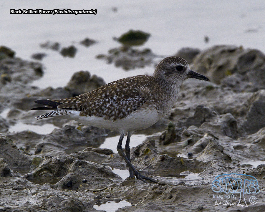 Black-Bellied Plover - Pluvialis squatarola