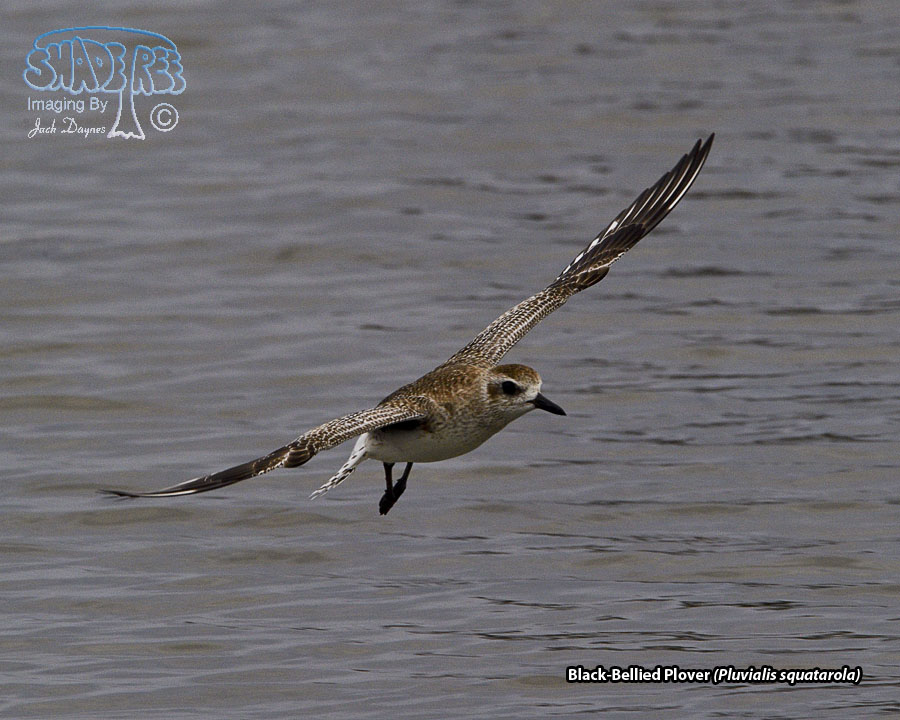 Black-Bellied Plover - Pluvialis squatarola