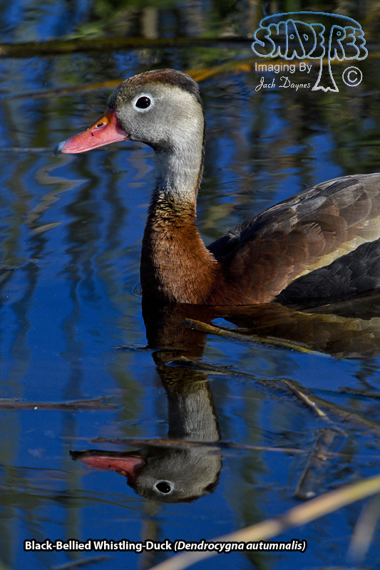 Black-Bellied Whistling-Duck - Dendrocygna autumnalis