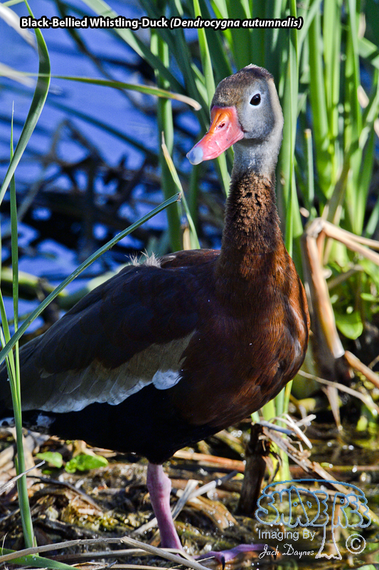 Black-Bellied Whistling-Duck - Dendrocygna autumnalis