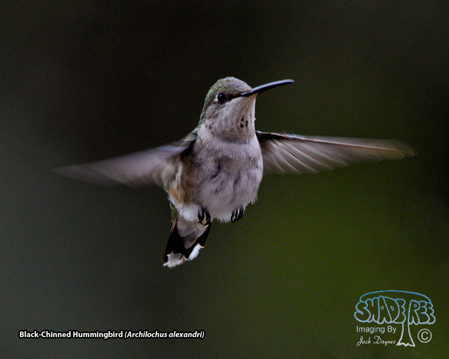 Black-Chinned Hummingbird - Archilochus alexandri