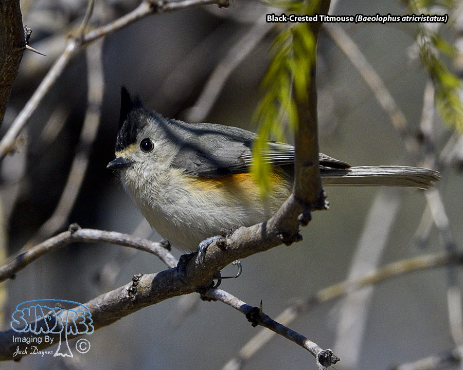 Black-Crested Titmouse - Baeolophus atricristatus