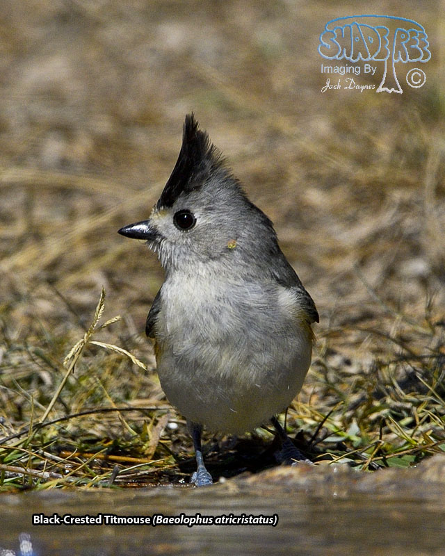 Black-Crested Titmouse - Baeolophus atricristatus
