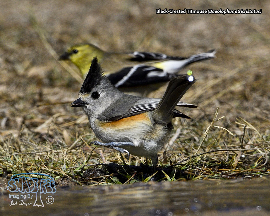 Black-Crested Titmouse - Baeolophus atricristatus