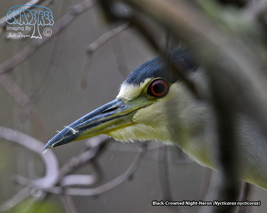 Black-Crowned Night-Heron - Nycticorax nycticorax