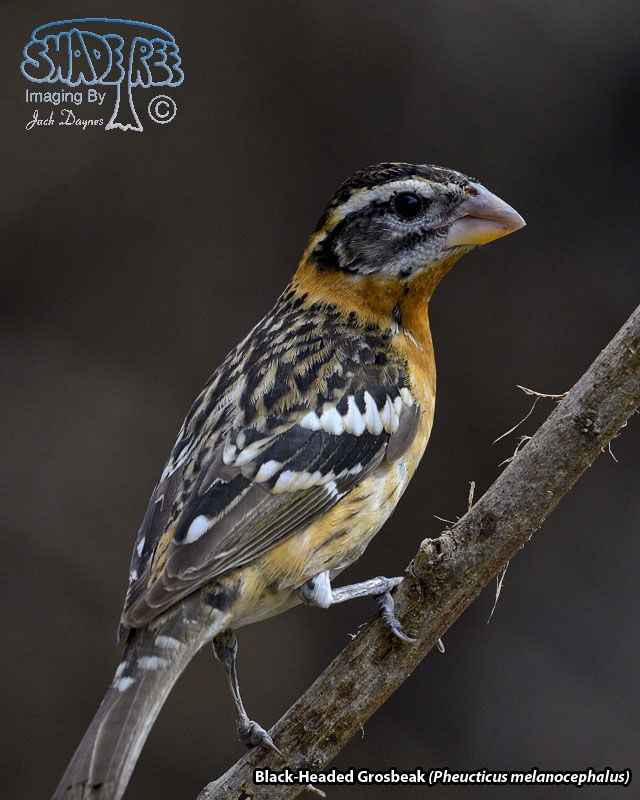 Black-Headed Grosbeak - Pheucticus melanocephalus
