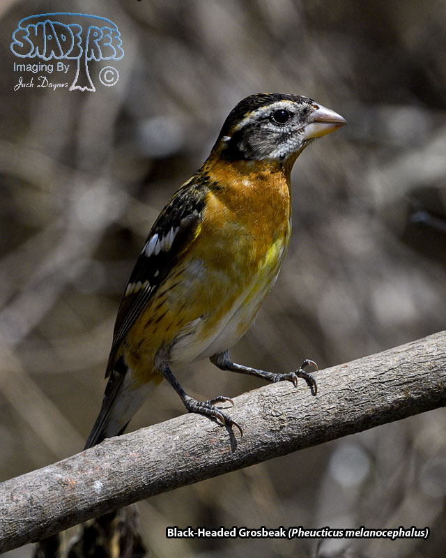 Black-Headed Grosbeak - Pheucticus melanocephalus