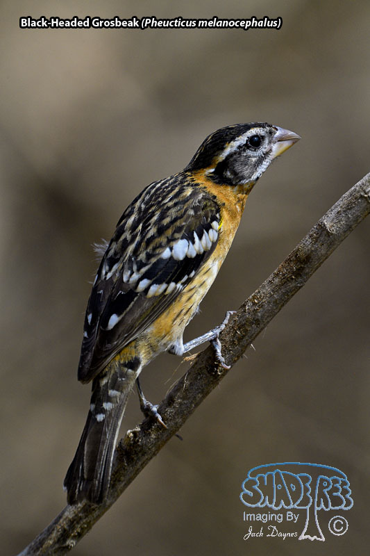 Black-Headed Grosbeak - Pheucticus melanocephalus