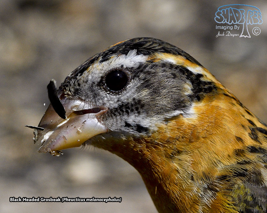Black-Headed Grosbeak - Pheucticus melanocephalus