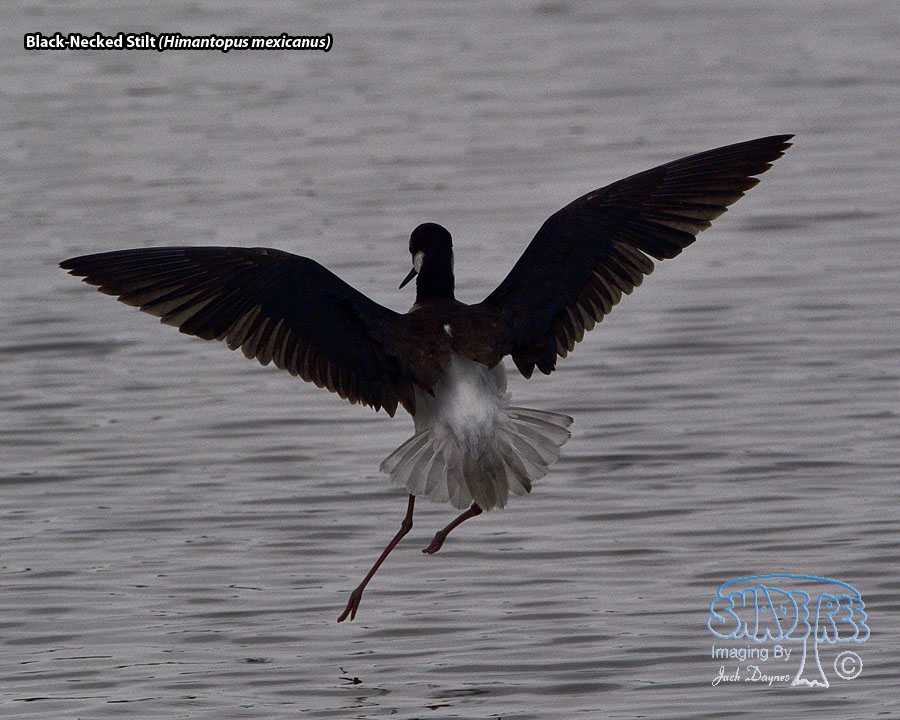 Black-Necked Stilt - Himantopus mexicanus