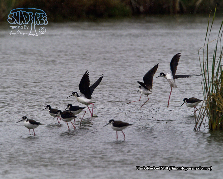 Black-Necked Stilt - Himantopus mexicanus