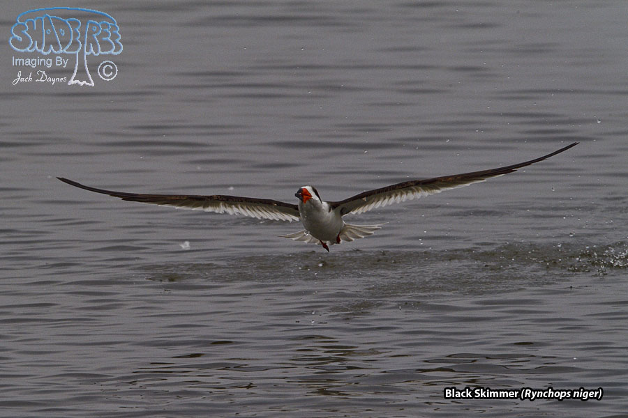 Black Skimmer - Rynchops niger