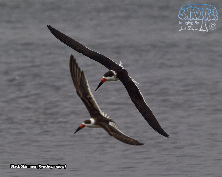 Black Skimmer - Rynchops niger