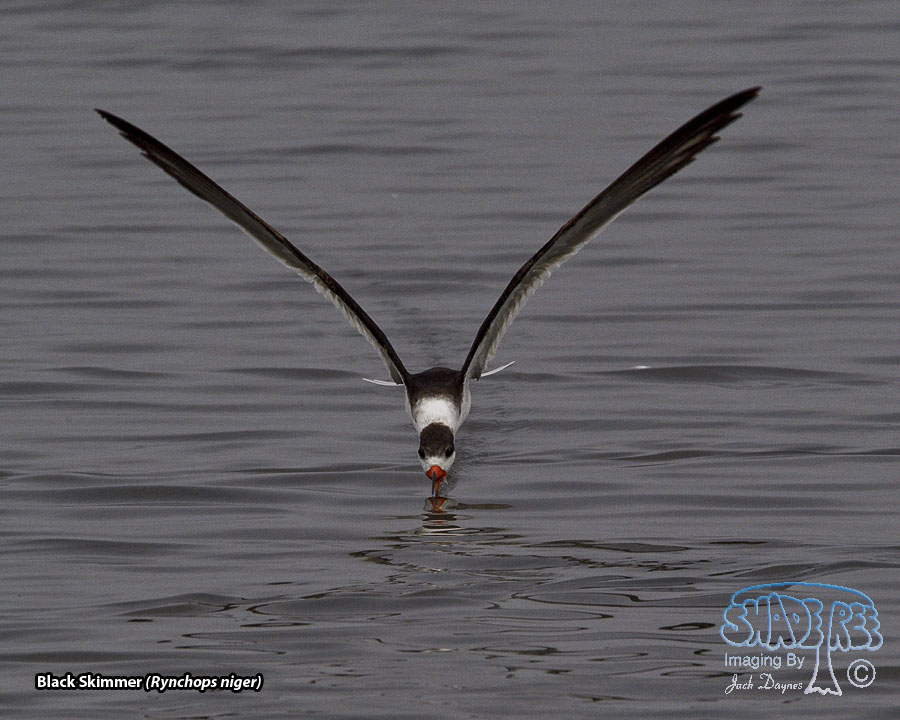 Black Skimmer - Rynchops niger