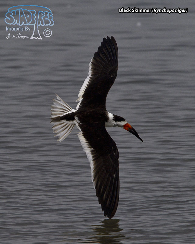 Black Skimmer - Rynchops niger