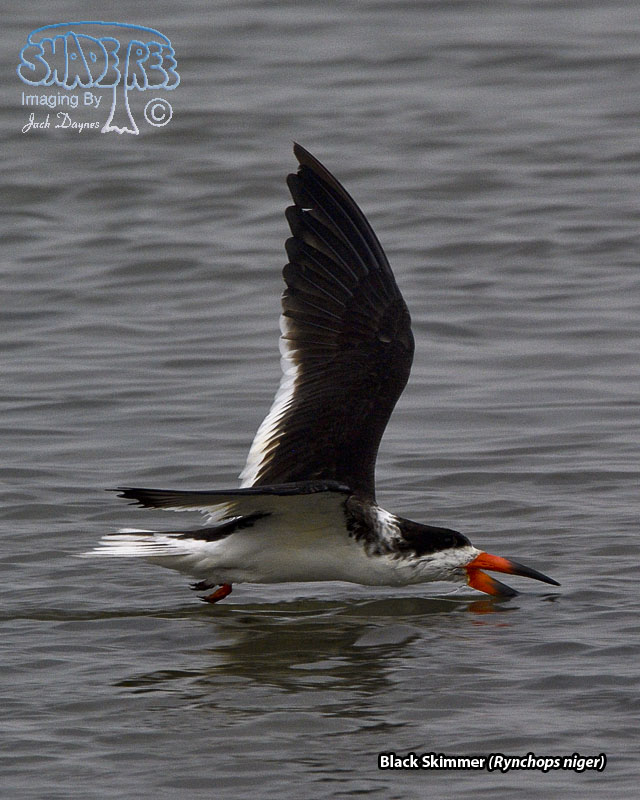Black Skimmer - Rynchops niger