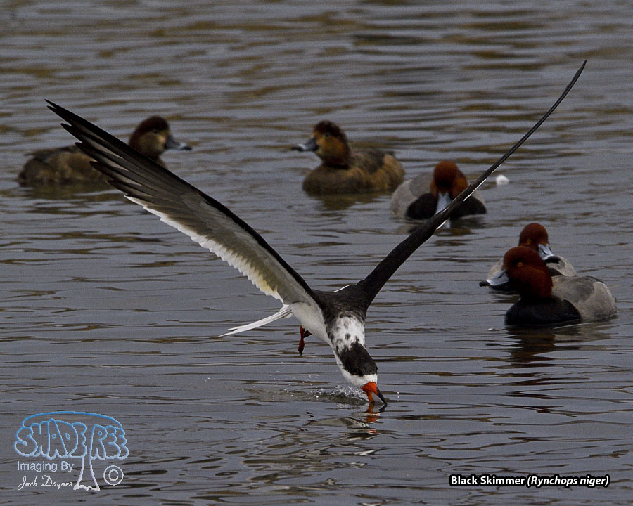 Black Skimmer - Rynchops niger