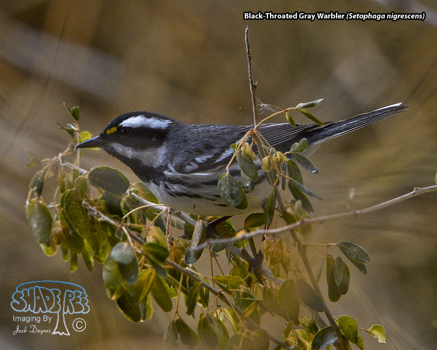 Black-Throated Gray Warbler - Setophaga nigrescens