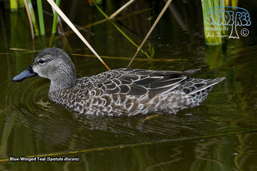 Blue-Winged Teal - Spatula discors