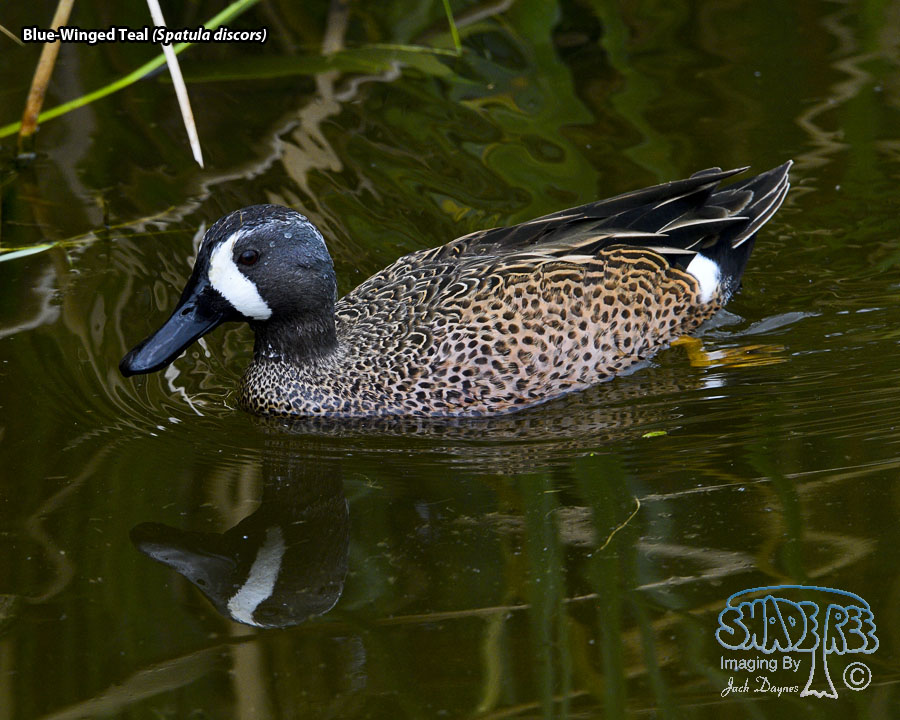 Blue-Winged Teal - Spatula discors