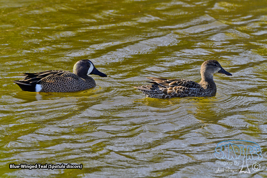 Blue-Winged Teal - Spatula discors