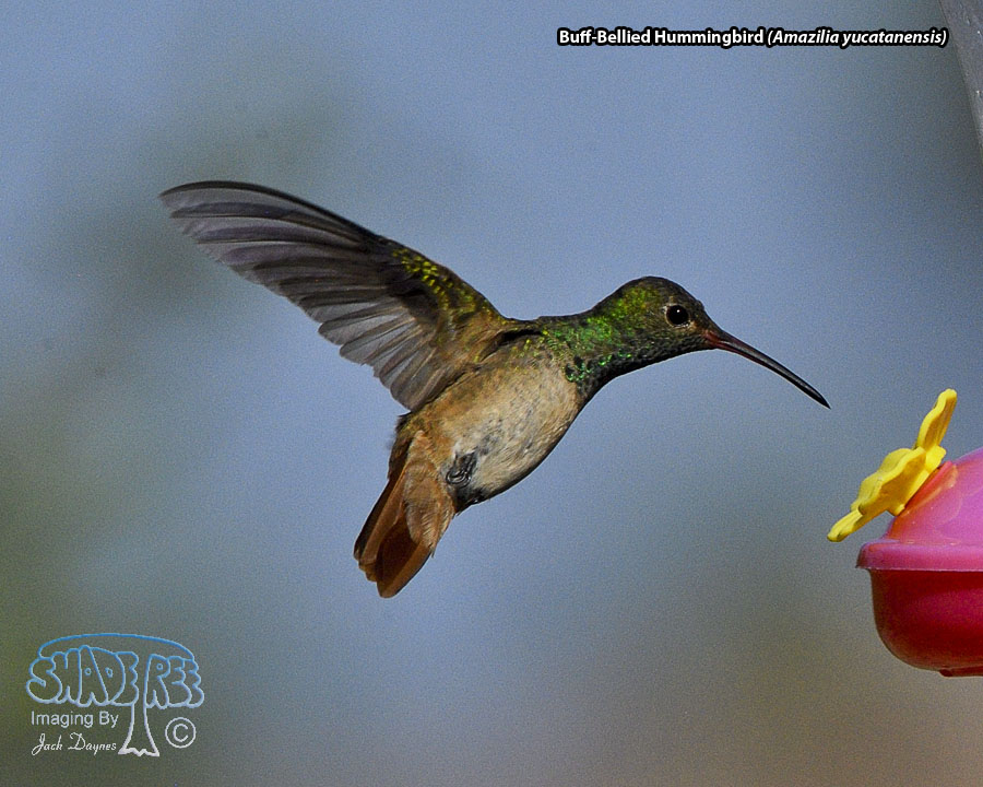 Buff-Bellied Hummingbird - Amazilia yucatanensis