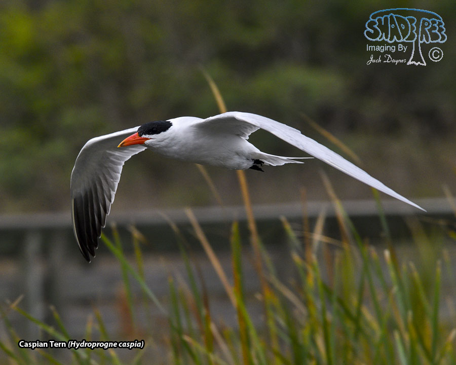 Caspian Tern - Hydroprogne caspia