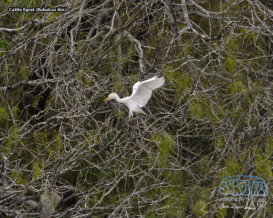 Cattle Egret - Bubulcus ibis