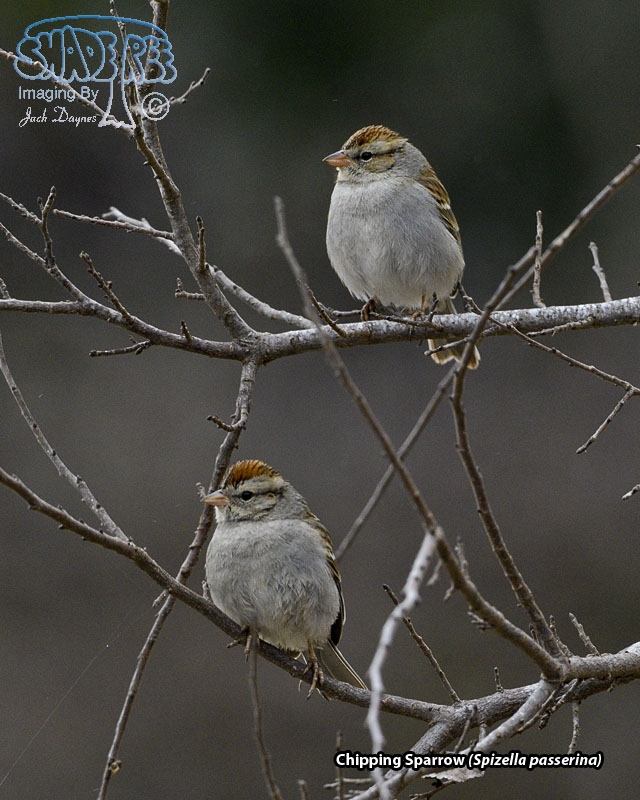 Chipping Sparrow - Spizella passerina