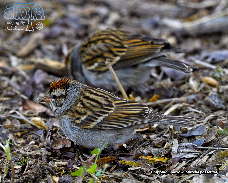 Chipping Sparrow - Spizella passerina