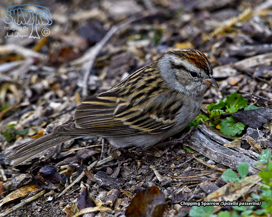 Chipping Sparrow - Spizella passerina