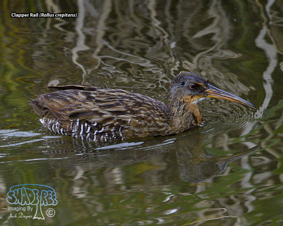 Clapper Rail - Rallus crepitans